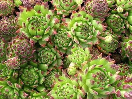 SempervivumMontanum