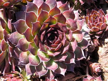 SempervivumNoir
