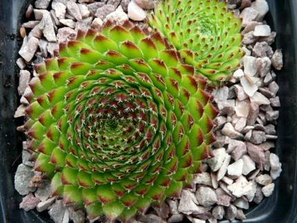 SempervivumOctopodes