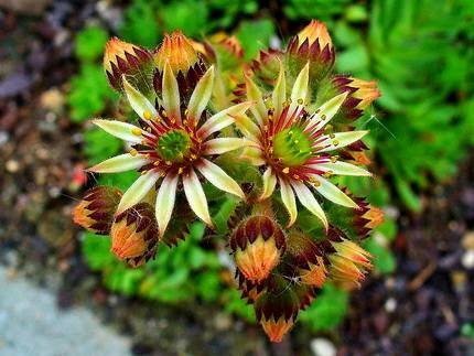 SempervivumPittonii