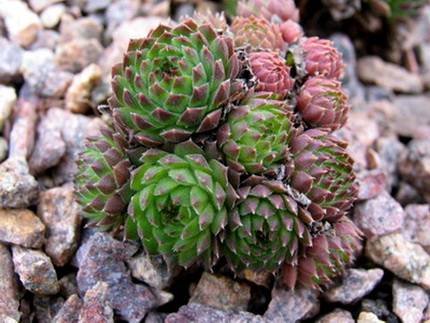 SempervivumPumilum