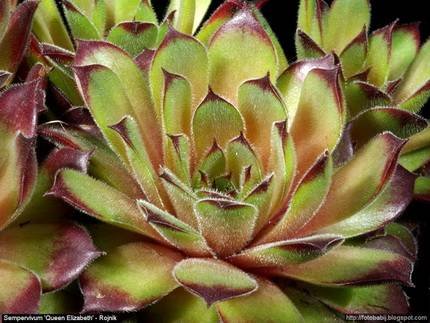 SempervivumQueenElizabeth
