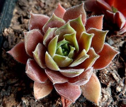 SempervivumRotkopf