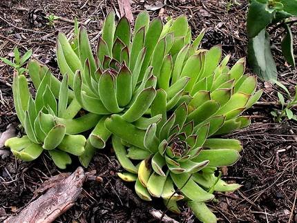 SempervivumRuthenicum