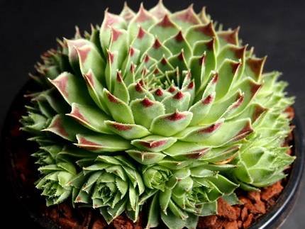 SempervivumSirWilliamLawrence