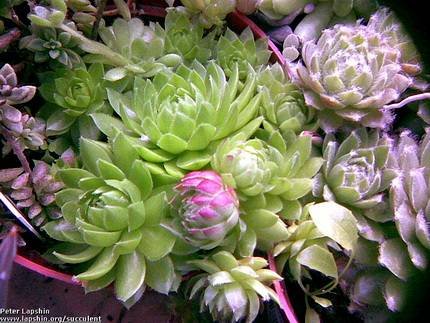 SempervivumSoboliferum