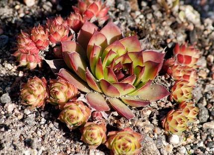 SempervivumTectorum