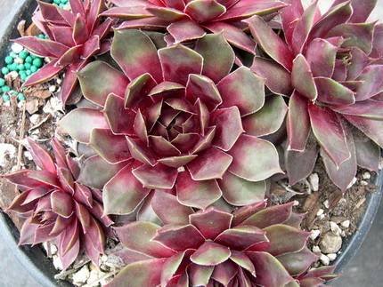 SempervivumWulfenii