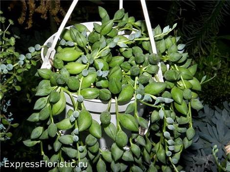Senecio1