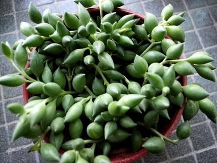 SenecioRadicans1