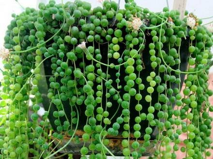 SenecioRowleyanus1
