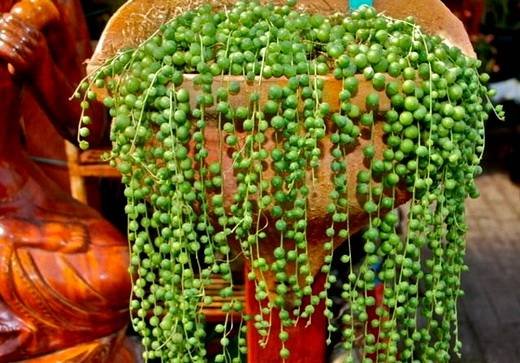 SenecioRowleyanus3