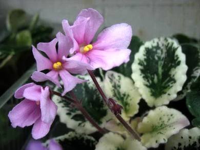 Senk'sSpringtimeWasp7