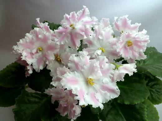 СердцеАнгела6