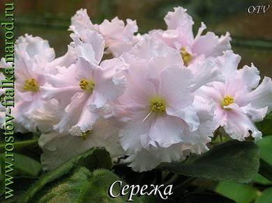 Сережа3