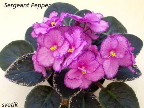 SergeantPepper1