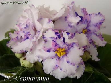 Серпантин7