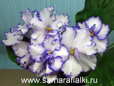 СевернаяРоза1