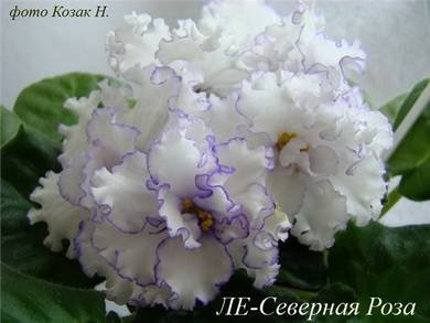 СевернаяРоза5