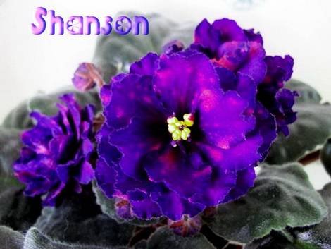 Shanson1
