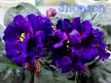 Shanson3