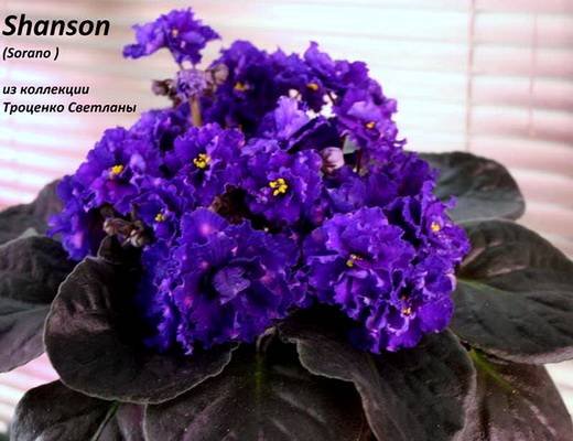Shanson6
