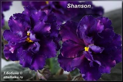 Shanson7