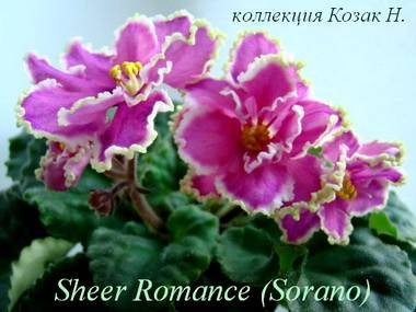 SheerRomance4