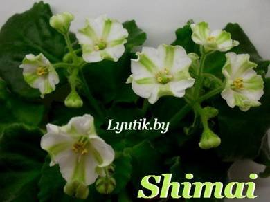 Shimai4