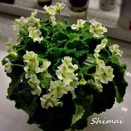 Shimai6
