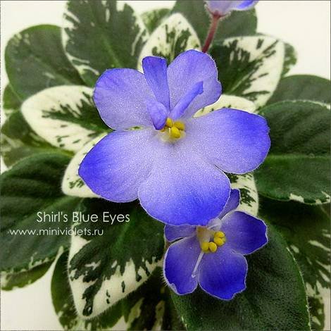 Shirl'sBlueEyes1
