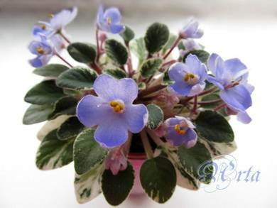 Shirl'sBlueEyes2