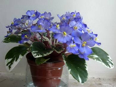 Shirl'sBlueEyes3