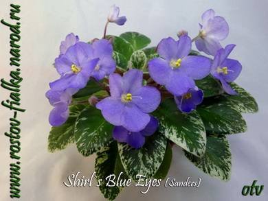 Shirl'sBlueEyes4