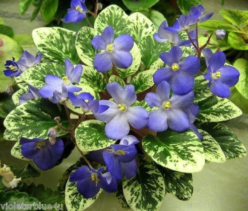 Shirl'sBlueEyes6