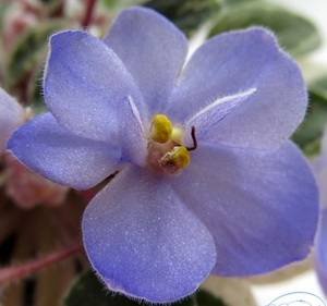 Shirl'sBlueEyes9