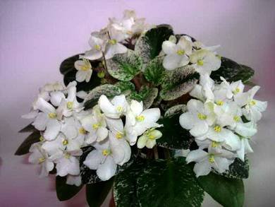 Shirl'sHappyTears3