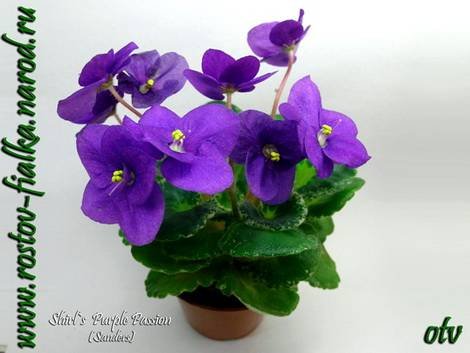 ShirlsPurplePassion1