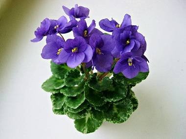 ShirlsPurplePassion2