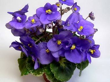 ShirlsPurplePassion3