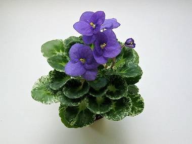 ShirlsPurplePassion4