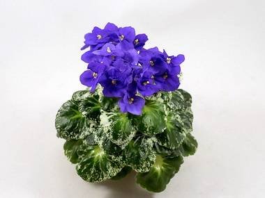 ShirlsPurplePassion5