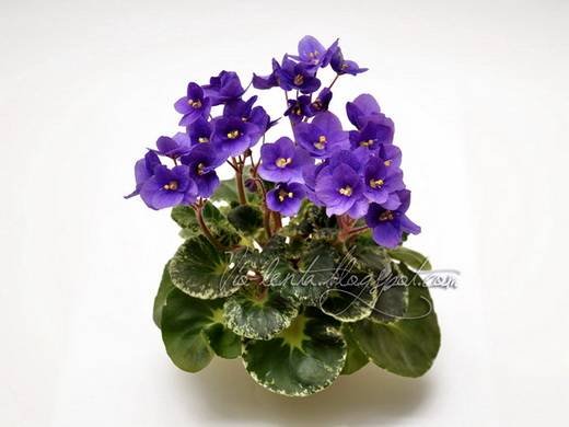 ShirlsPurplePassion6