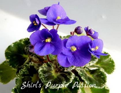 ShirlsPurplePassion7
