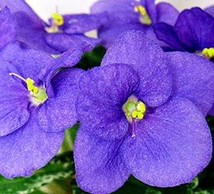 ShirlsPurplePassion9