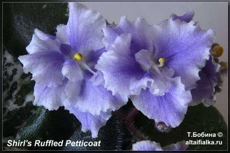Shirl'sRuffledPetticoat1