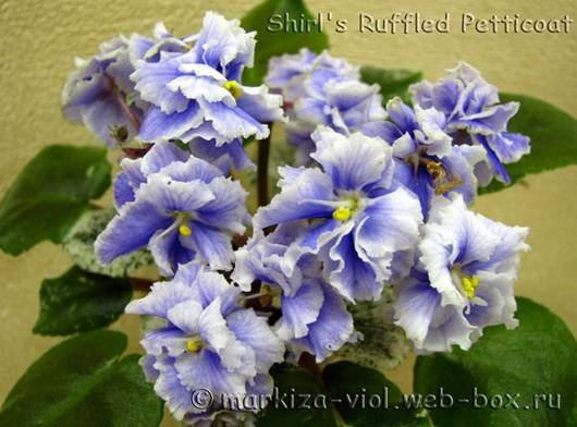 Shirl'sRuffledPetticoat5