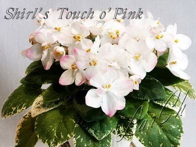 ShirlsTouchPink4