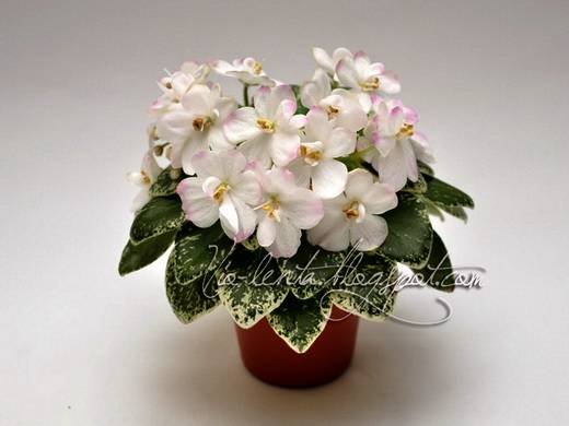 ShirlsTouchPink6
