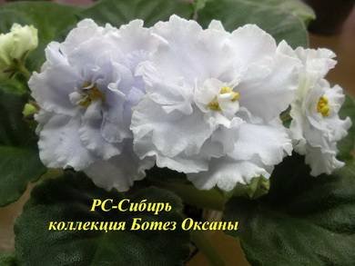 Сибирь8
